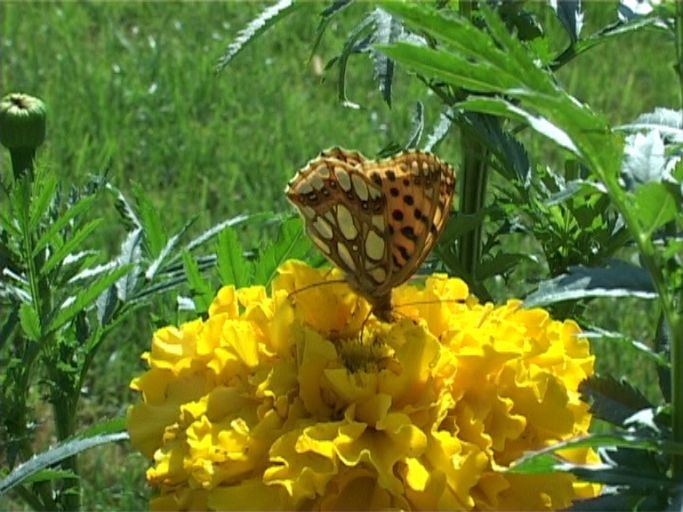 Kleiner Perlmutterfalter ( Issoria lathonia ), Flügelunterseite, auf Studentenblume : Am Niederrhein, Privatgarten, 09.08.2004